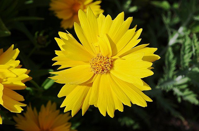 sterntaler tickseed plant 